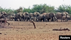 FILE - A herd of desert elephants searches for water in the drought-stricken Gourma region of Mali.