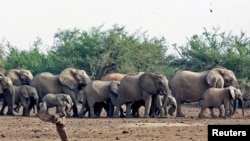 FILE - A herd of desert elephants searches for water in the drought-stricken Gourma region of Mali in 2009.