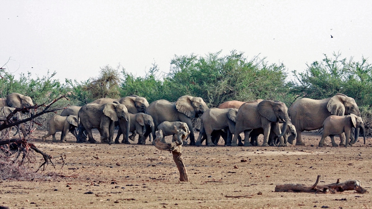 Ivory Trade Debate Resurfaces as Southern Africa's Elephants Thrive