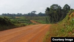 Clear cutting of tropical forest in Liberia's Sinoe County to make room for palm oil plantation. Many of the trees are left to rot. Credit Dan Klotz