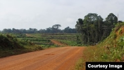 Coupe franche de la forêt tropicale dans le comté de Sinoe du Libéria réalisée pour faire plus de place à des plantations d'huile de palme. (Crédit Dan Klotz)