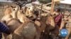 Somalia’s 'While Gold' Producers to Expand Camel Milk Market