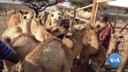 Somalia’s 'White Gold' Producers to Expand Camel Milk Market