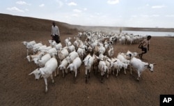 A herder drives his animals away after watering them at one of the few watering holes in the area, near the drought-affected village of Bandarero, near Moyale town on the Ethiopian border, in northern Kenya, March 3, 2017. A growing number of herders in Kenya are concentrating their energy on farming chili.