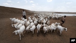 A herder drives his animals away after watering them at one of the few watering holes in the area, near the drought-affected village of Bandarero, near Moyale town on the Ethiopian border, in northern Kenya, March 3, 2017.