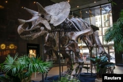 The skeleton of a Chasmosaurine Ceratopsian is displayed as part of the "Montana Dueling Dinosaurs & Distinguished Fossils" collection at Bonhams auction house in New York, Nov. 14, 2013.