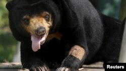 A sun bear is seen inside a semi-natural enclosure at a bear rescue center in Tam Dao national park, north of Hanoi, Vietnam, July 22, 2015. REUTERS/Nguyen Huy Kham/File Photo