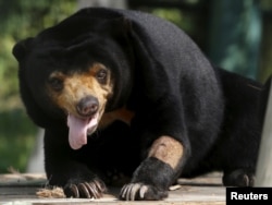 A sun bear is seen inside a semi-natural enclosure at a bear rescue center in Tam Dao national park, north of Hanoi, Vietnam, July 22, 2015. REUTERS/Nguyen Huy Kham/File Photo