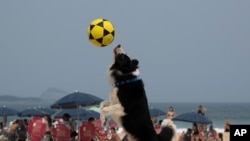 The border collie named Floki plays footvolley, a combination of soccer and volleyball, on Leblon beach in Rio de Janeiro, Sunday, Sept. 8, 2024. (AP Photo/Bruna Prado)