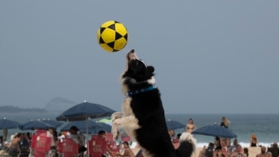 Brazilian Dog Excels at Footvolley