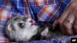 Musang (ferret) lazim dijadikan binatang peliharaan di Amerika walaupun beberapa negara bagian seperti California, sudah lebih dulu melarang warganya memelihara musang.