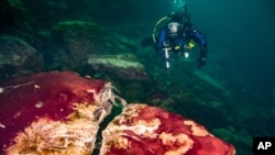 In this photo provided by the NOAA Thunder Bay National Marine Sanctuary a scuba diver observes the purple, white and green microbes covering rocks in Lake Huron’s Middle Island Sinkhole in Michgan.