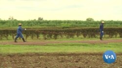 Drought-Tolerant Maize to Help Zimbabwe Weather Climate Change