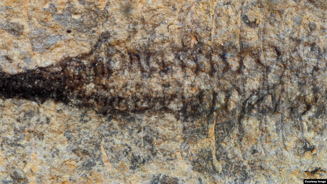 The entire cardiovascular system in the Fuxianhuia protensa fossil. (Credit: Xiaoya Ma)