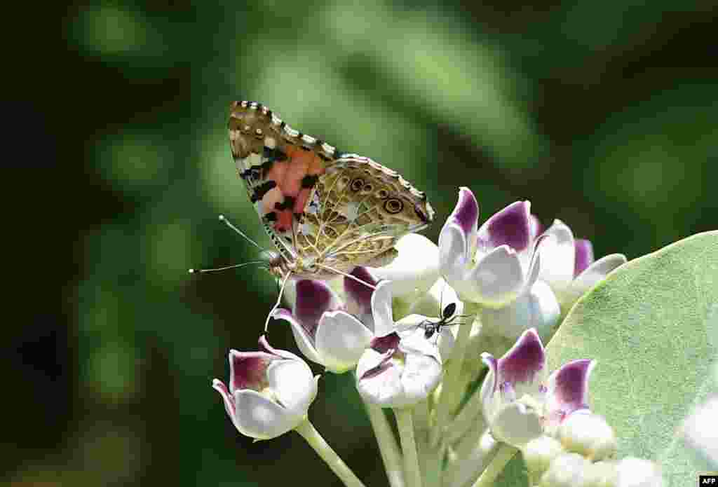 A butterfly sits on a flower in a garden in Pakistan&#39;s capital Islamabad.