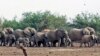 Mali's Desert Elephants Face Extinction in Three Years