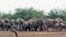 FILE - A herd of desert elephants searches for water in the drought-stricken Gourma region of Mali in 2009.