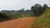 Clear cutting of tropical forest in Liberia's Sinoe County to make room for palm oil plantation. Many of the trees are left to rot. Credit Dan Klotz