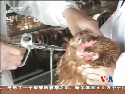 Trung Quốc: Hy vọng và lo sợ trước cúm gia cầm 