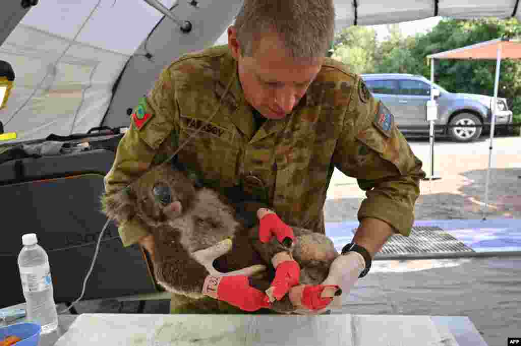 A member of the Australian DefenaA membee Force picks up an injured Koala after it was treated for burns at a makeshift field hospital at the Kangaroo Island Wildlife Park on Kangaroo Island.