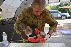 FILE - A member of the Australian Defense Force picks up an injured Koala after it was treated for burns at a makeshift field hospital at the Kangaroo Island Wildlife Park on Kangaroo Island, January 14, 2020.