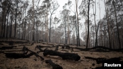 Burnt tree logs are seen near Batemans Bay, Australia, Jan. 8, 2020. 