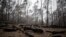 Burnt tree logs are seen near Batemans Bay, Australia, Jan. 8, 2020. 