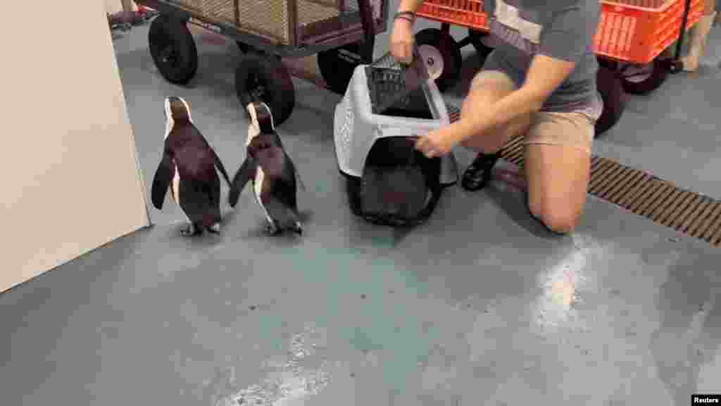 Pingüinos son evacuados de un acuario de la Florida en Tampa, el 8 de octubre de 2024, ante la amenaza del huracán Milton.