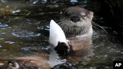 An otter clings to a piece of ice at the West Palm Beach Zoo in Florida on July 18, 2024.