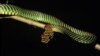 Ophidiophobics Beware: Flying Snakes Have Great Aerodynamics