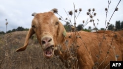 A goat eats grass on a hillside in South Pasadena, California, Sept. 26, 2019.