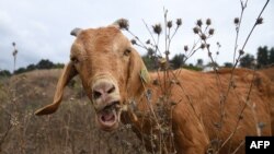 Manajer Stuyvesant Cove Park di East River Manhattan membawa 20 kambing ke taman kota New York, untuk membersihkan gulma dan semak invasif yang telah menumpuk selama musim panas. (Foto: ilustrasi).