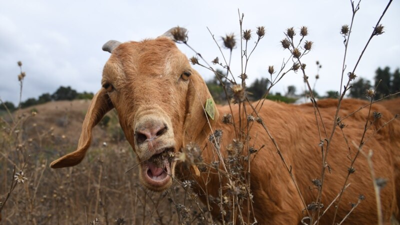 Wearing Clothes Made From Goat Hair, and Other Ways to Show You Are Sorry