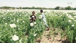 Children Work to Survive in Afghanistan Poppy Fields