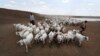 For Algeria's Struggling Herders, ‘Drought Stops Everything'