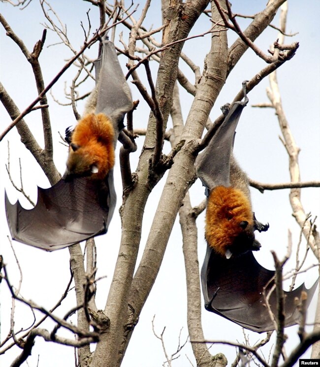 FILE - Two grey-headed flying fox bats rest in the tops of trees, where they will spend most of their day, in the Royal Botanic Gardens in Sydney March 14, 2002. (REUTERS/Tim Wimborne/File Photo)