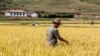 미 농무부 “북한 주민 60% 식량 부족”... 전년 대비 70만명 증가