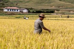 지난해 9월 북한 함경남도의 논에서 농부가 일하고 있다.