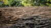 FILE—Dried bamboo sits at Kitara Farm near Mbarara, Uganda, on March 8, 2024. Bamboo farming is on the rise in Uganda, where the hardy and fast-growing crop is seen by the government as having real growth potential.