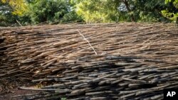 FILE—Dried bamboo sits at Kitara Farm near Mbarara, Uganda, on March 8, 2024. Bamboo farming is on the rise in Uganda, where the hardy and fast-growing crop is seen by the government as having real growth potential.