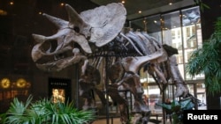 Does this dinosaur skeleton has many bones. But it does not have a bone of contention. The skeleton was on display at an auction house in New York, 2013.