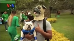 در کشور پرو، برای سگ‌ها هم مراسم هالووین برگزار شد