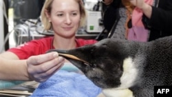 Знайдений у Новій Зеландії королівський пінгвін повертається додому в Антарктиду