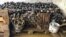 Wine bottles are pictured at the flood-affected Sermann vineyard in Altenahr, Germany, July 23, 2021.