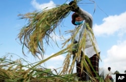 FILE - A Cambodian farmer harvests rice in a paddy on the outskirts of Phnom Penh, Cambodia.