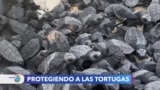 Tortugas marinas en peligro de extinción son protegidas en playas mexicanas