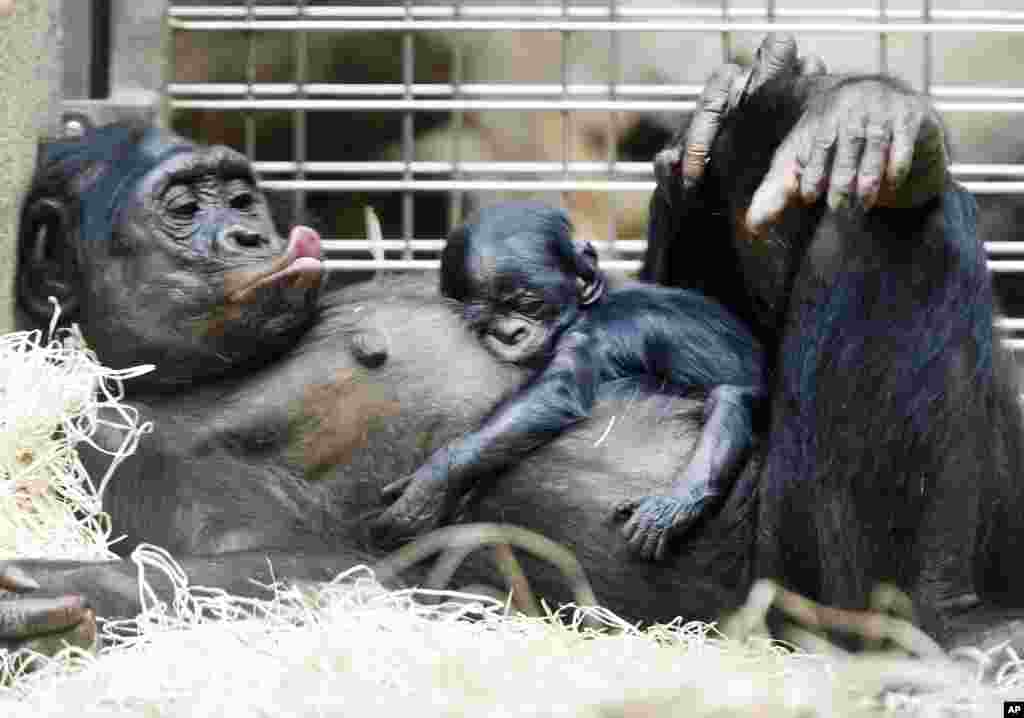 Seekor bayi bonobo, primata yang sekerabat dengan simpanse, yang berusia tiga hari tidur di perut ibunya Kutu di kebun binatang di Frankfurt, Jerman.