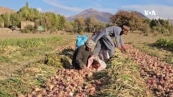 ایجاد سردخانه‌های معیاری، بخشی از مشکلات دهقانان را حل می‌کند- یک دهقان در بدخشان 