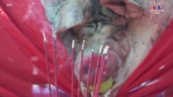 Թայվանում կրկին անցկացվել է խոզ մորթելու և ցուցադրելու փառատոնը