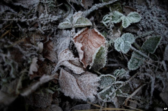 Leaves covered with frost are seen in a garden in Peremilovo village, 63 kilometers (40 miles) north of Moscow, Russia, Saturday, Nov. 24, 2012. (AP Photo/Alexander Zemlianichenko)